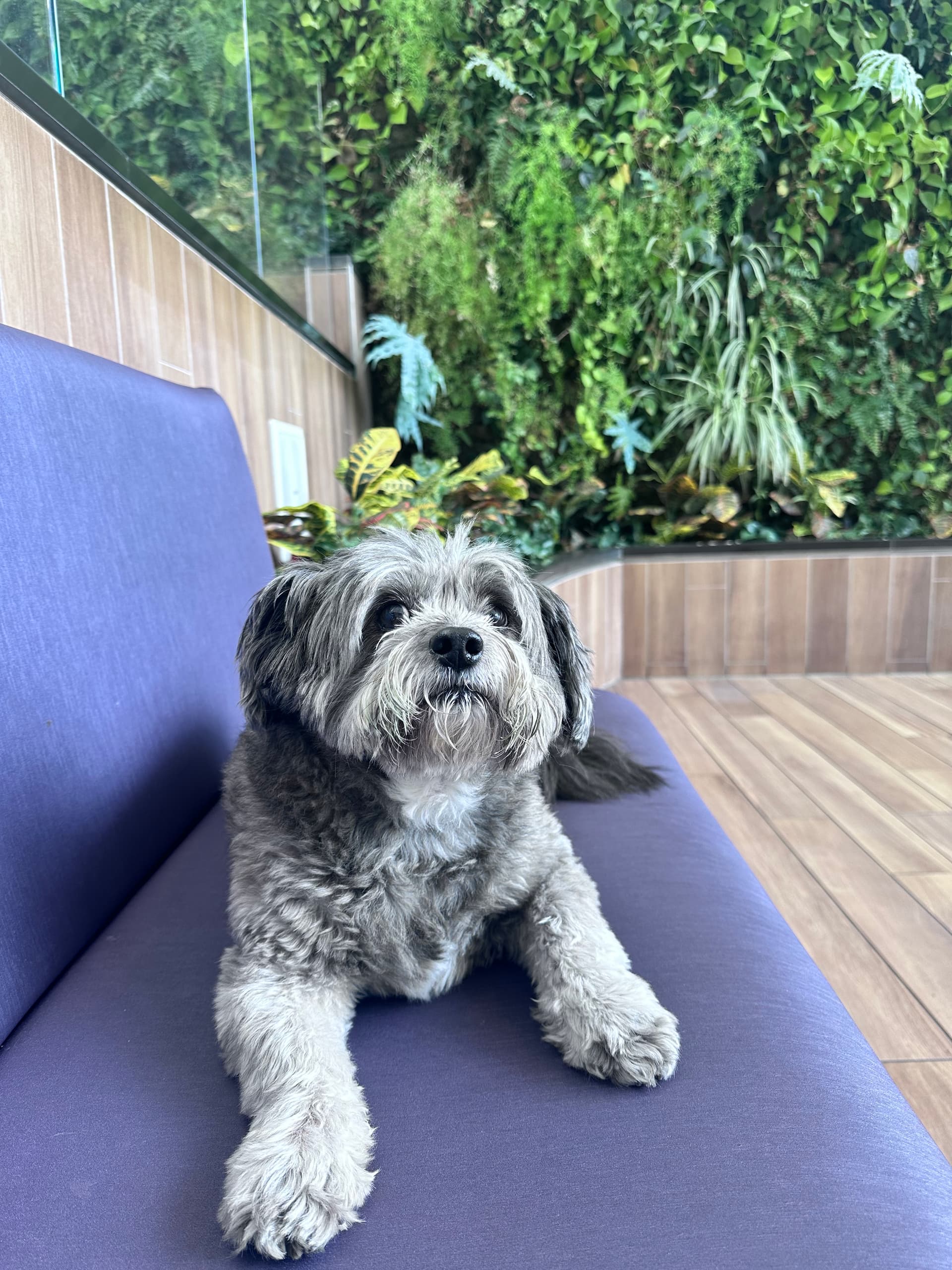 Photo of Rambo