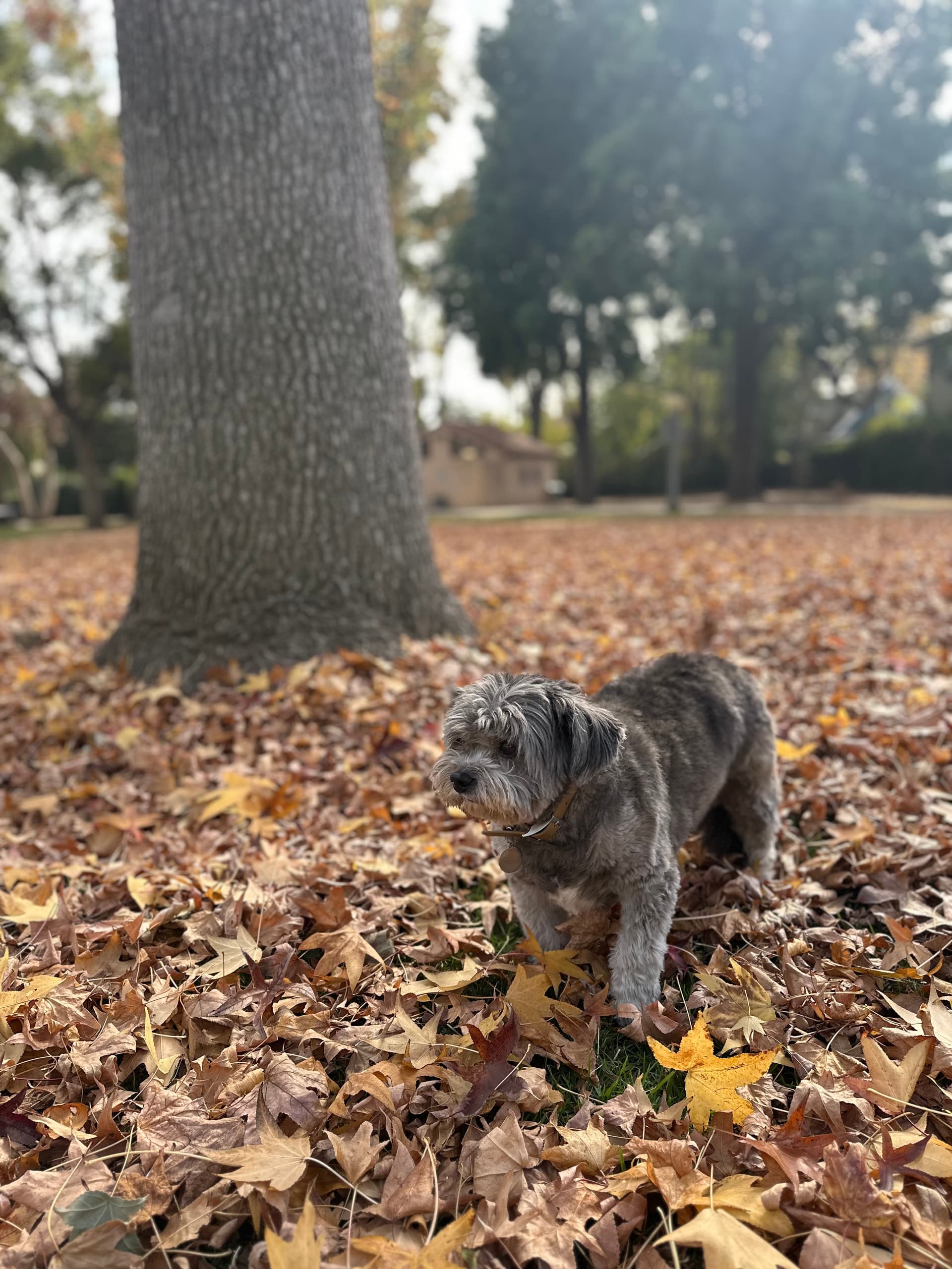 Photo of Rambo