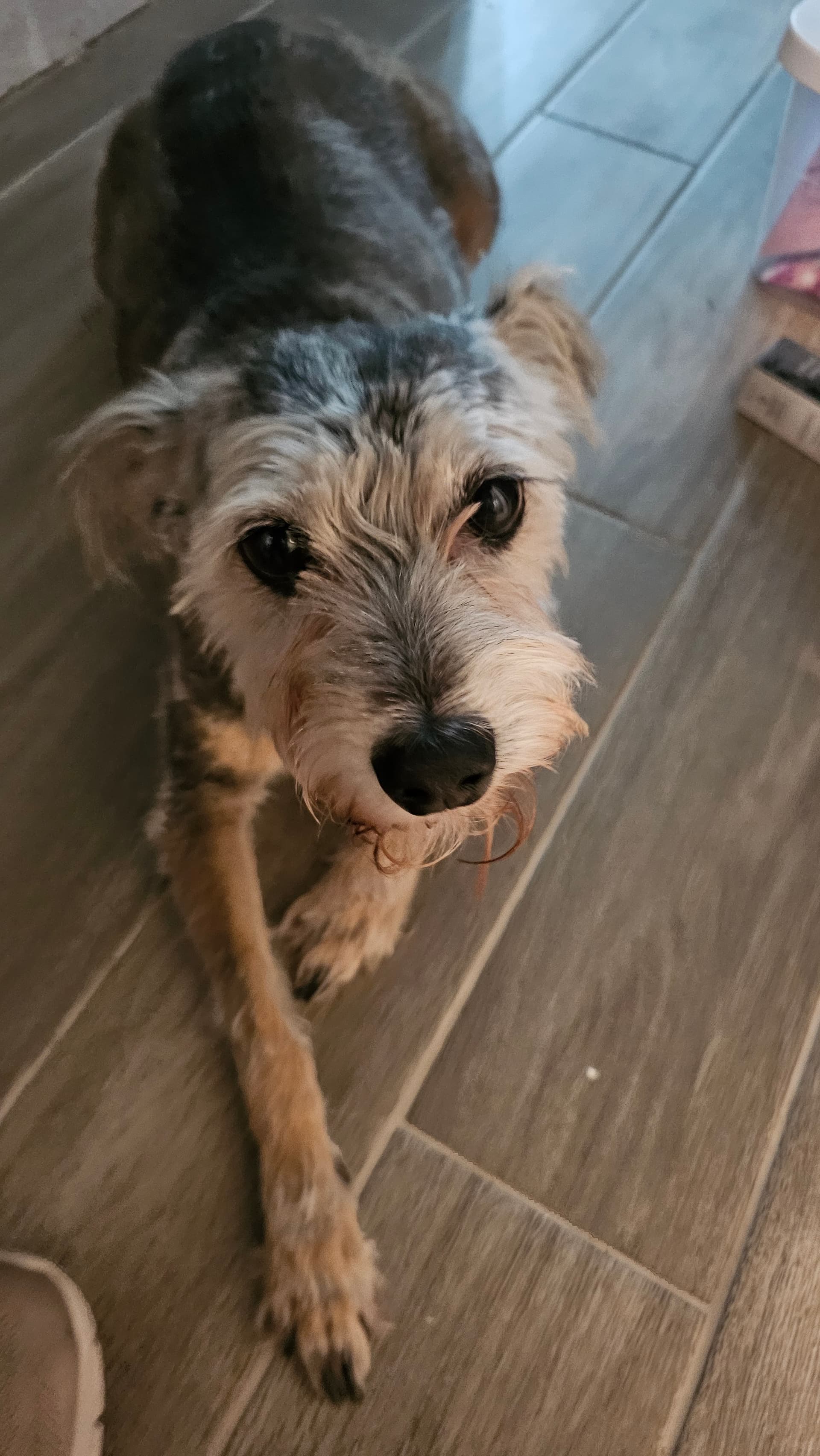 Photo of Luna