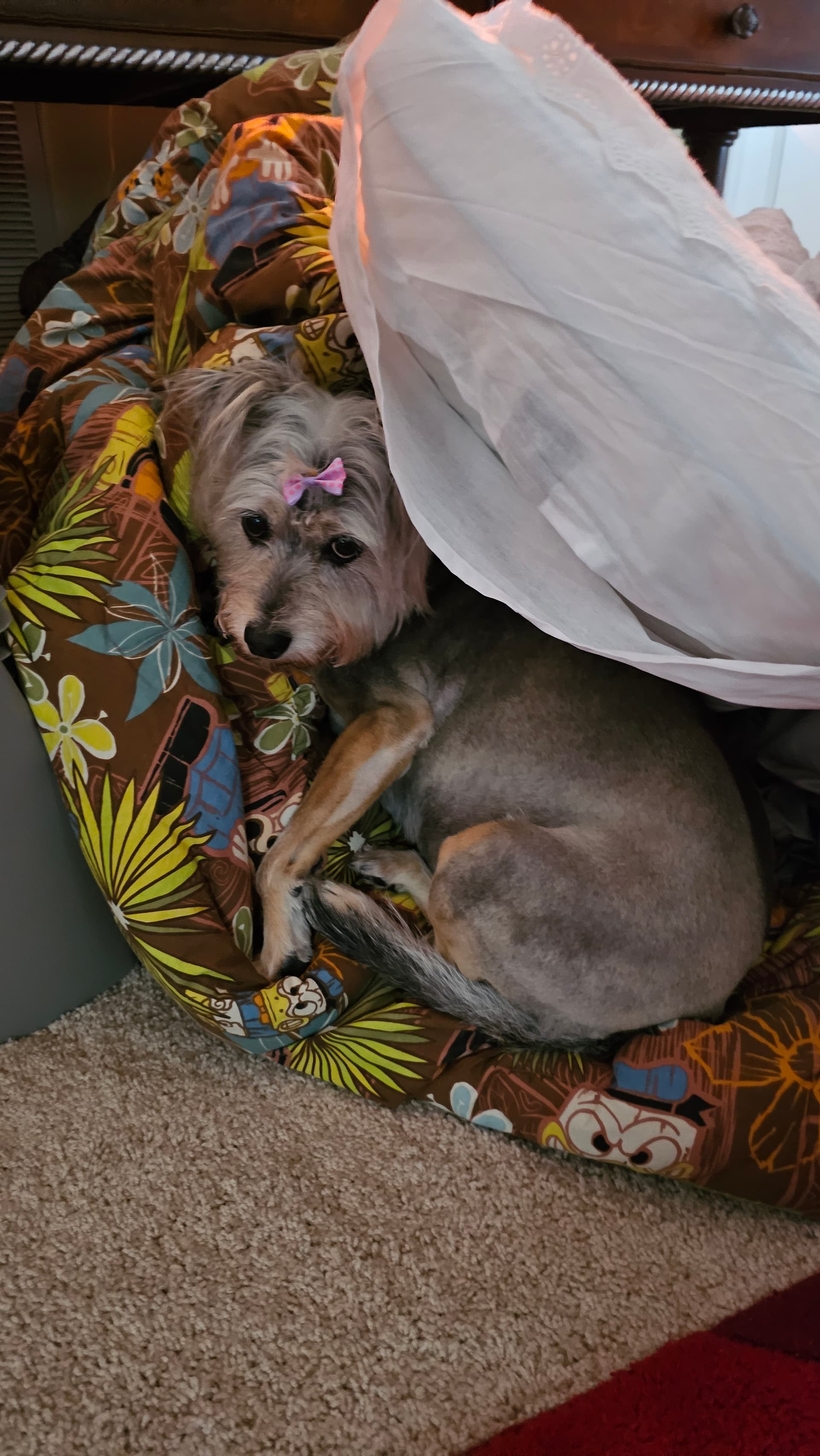 Photo of Luna