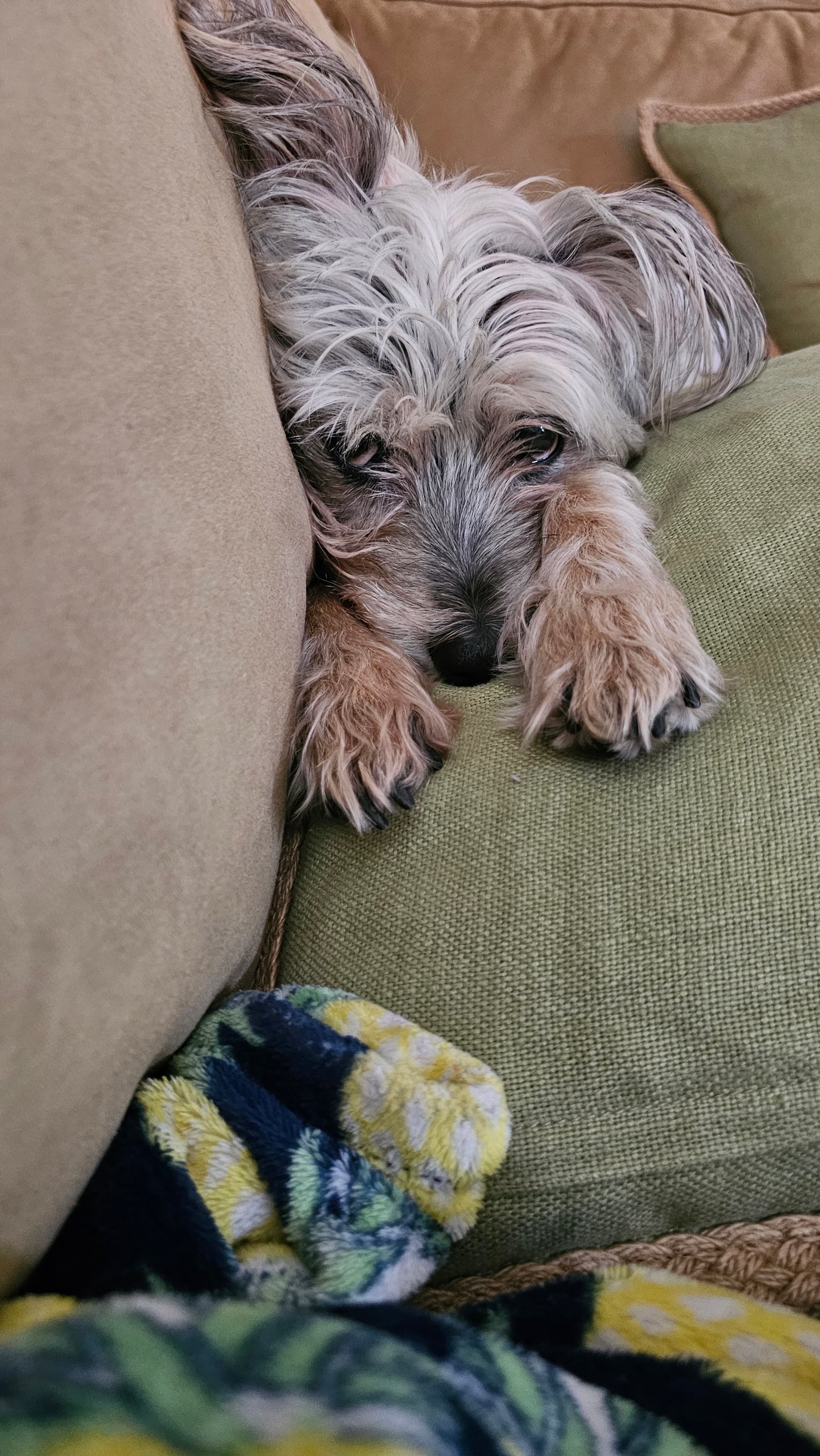 Photo of Luna