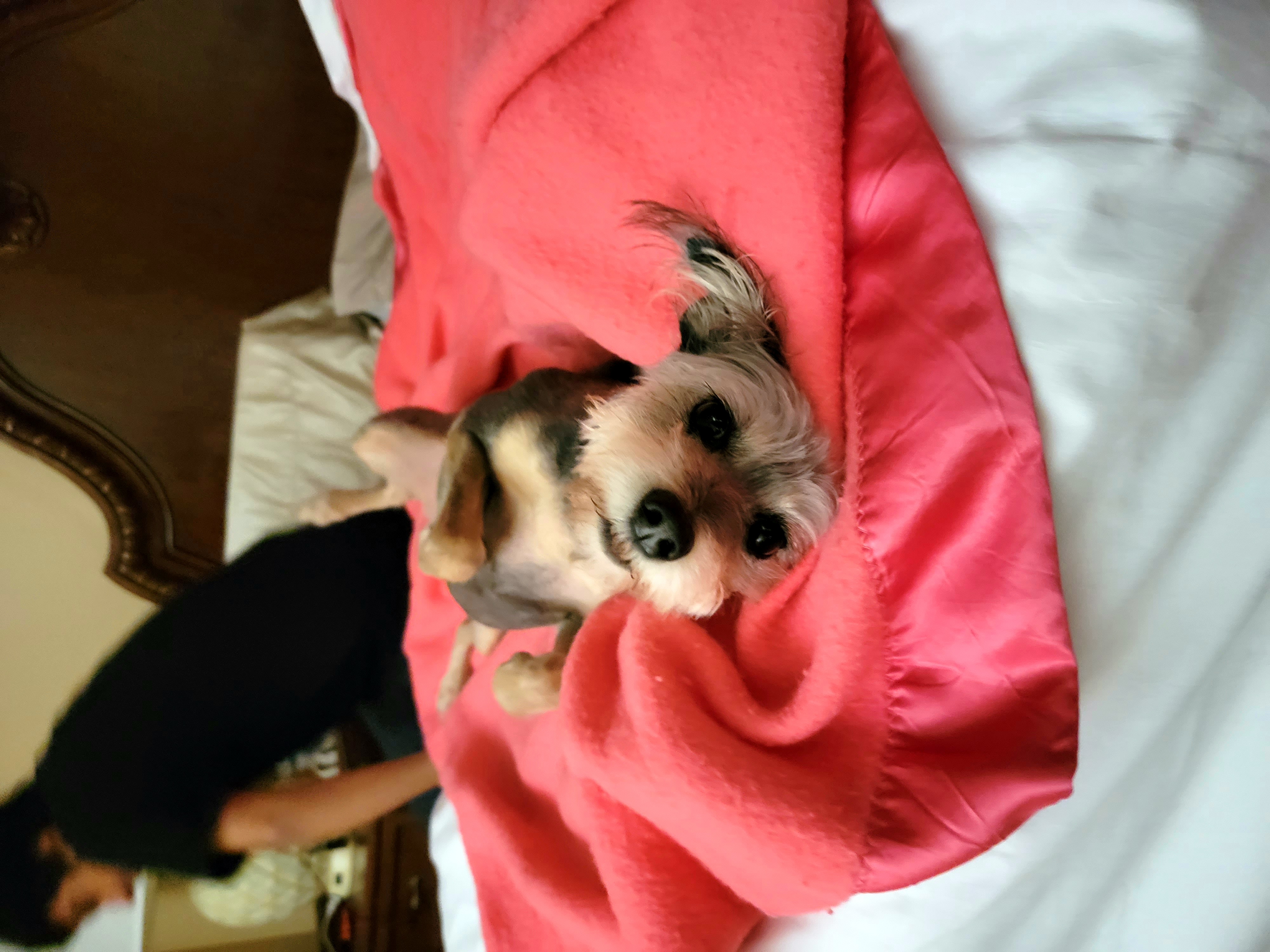 Photo of Luna