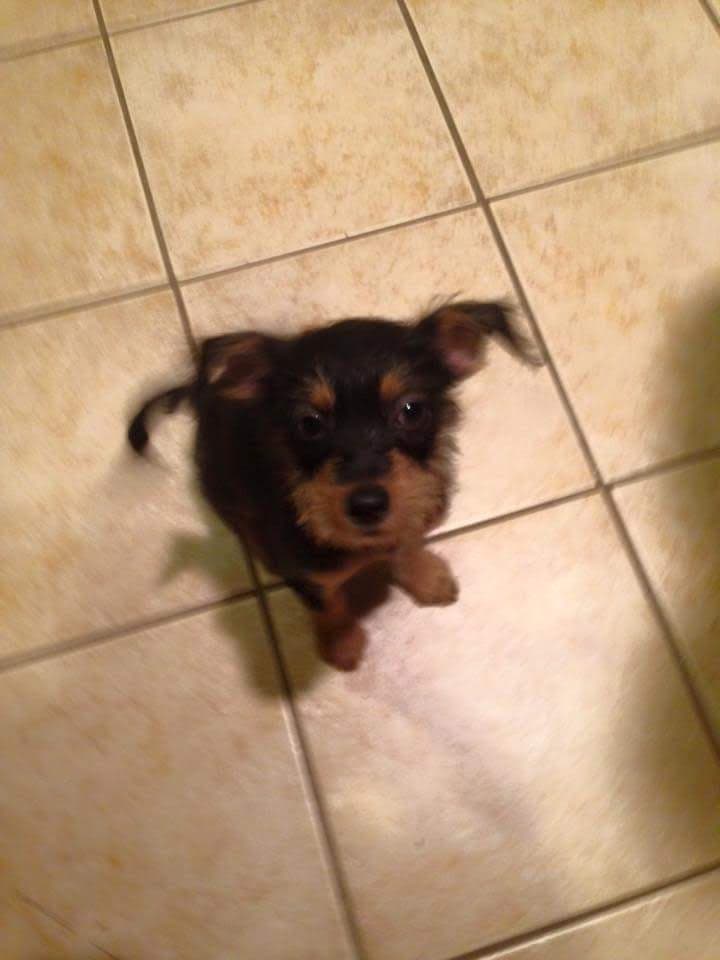 Photo of Luna