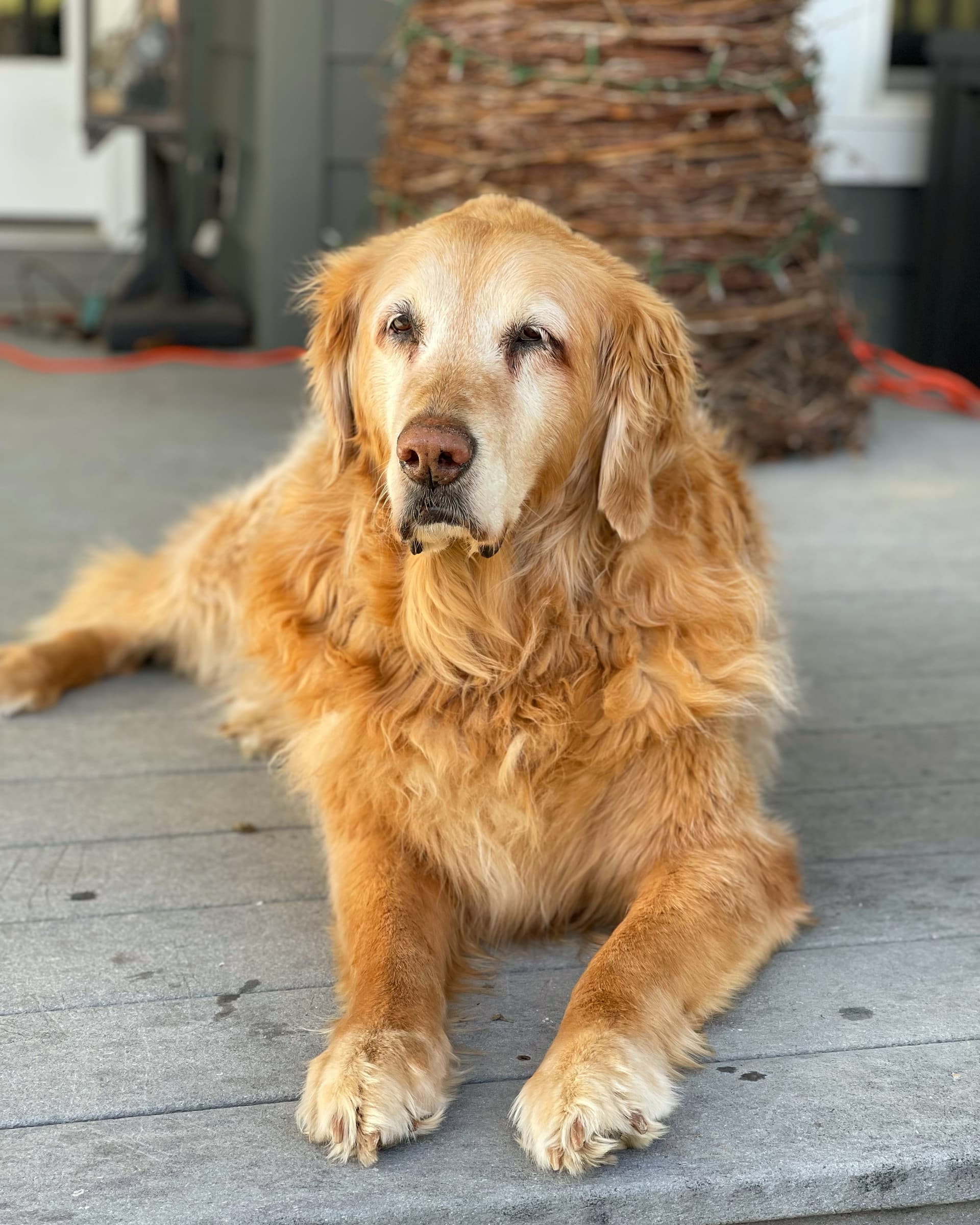Photo of Goldie