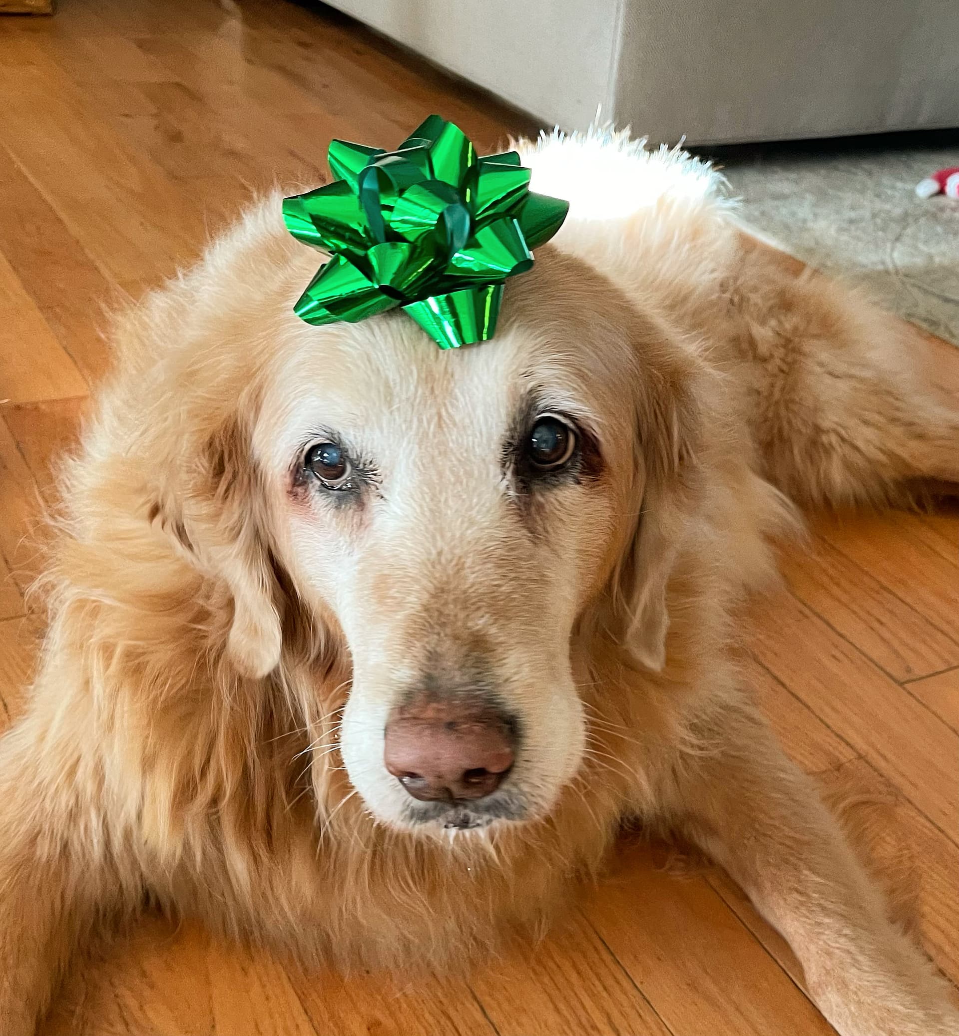 Photo of Goldie