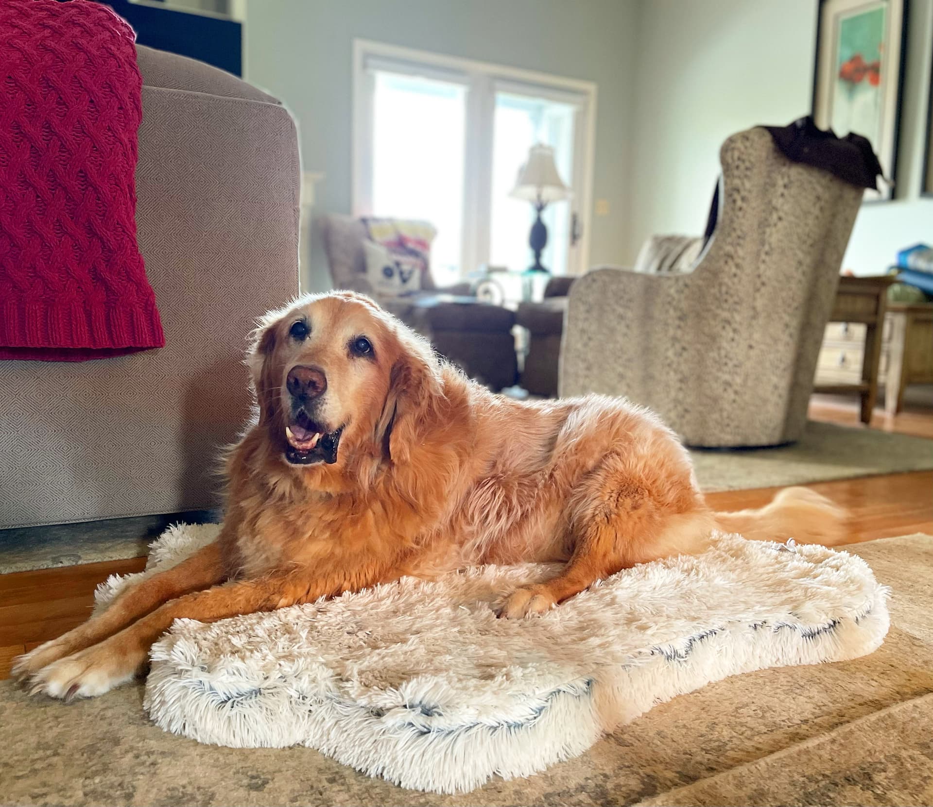Photo of Goldie
