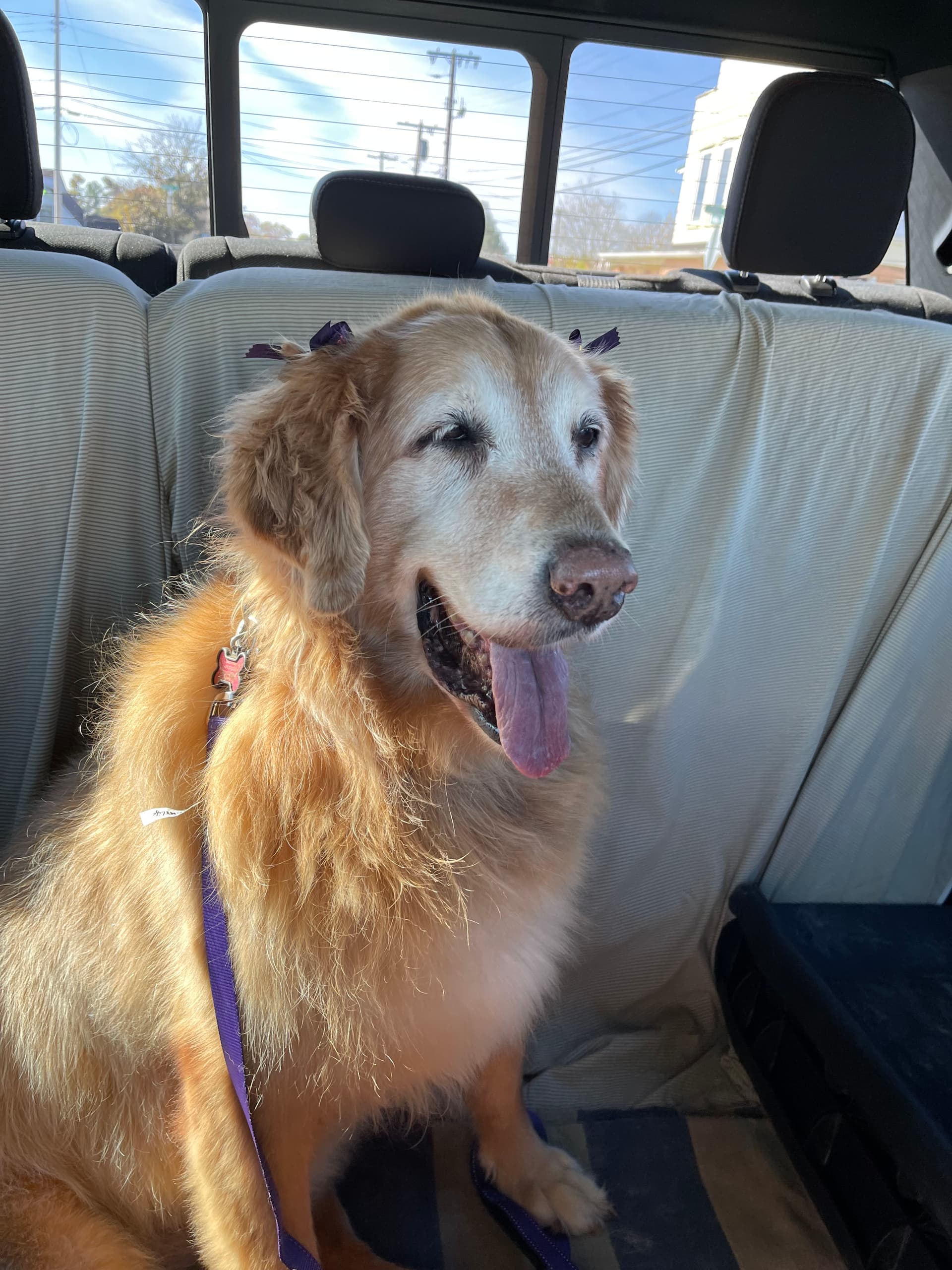 Photo of Goldie