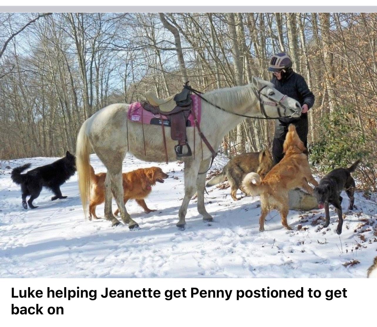 Photo of Seeker Be Silver "Penny"