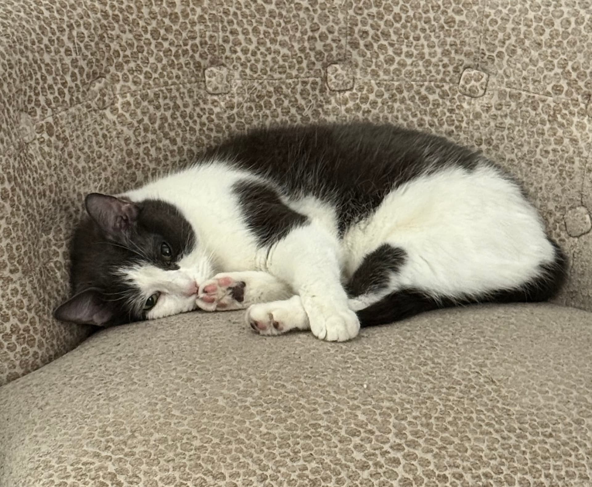 Photo of Rosey