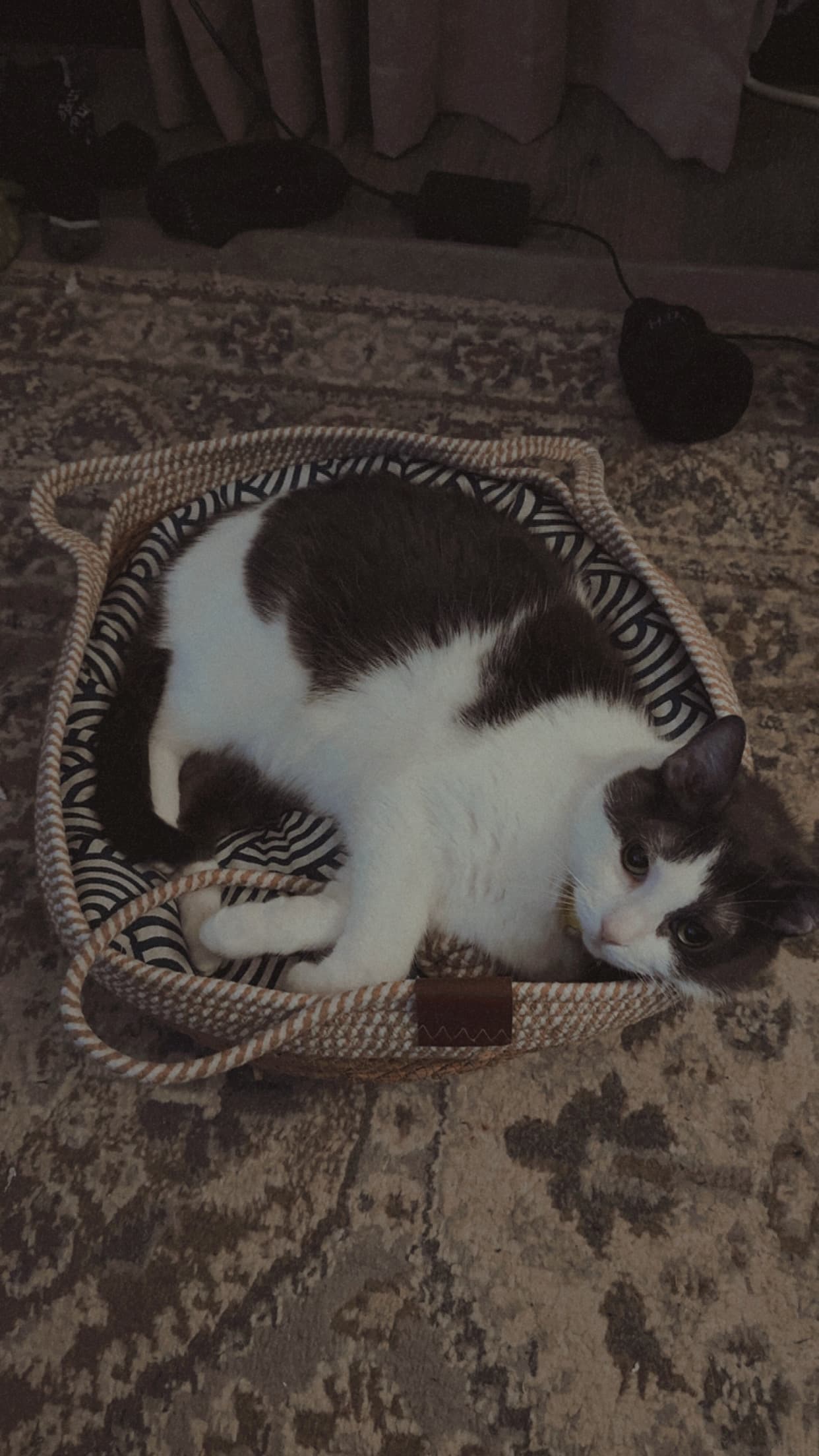 Photo of Rosey
