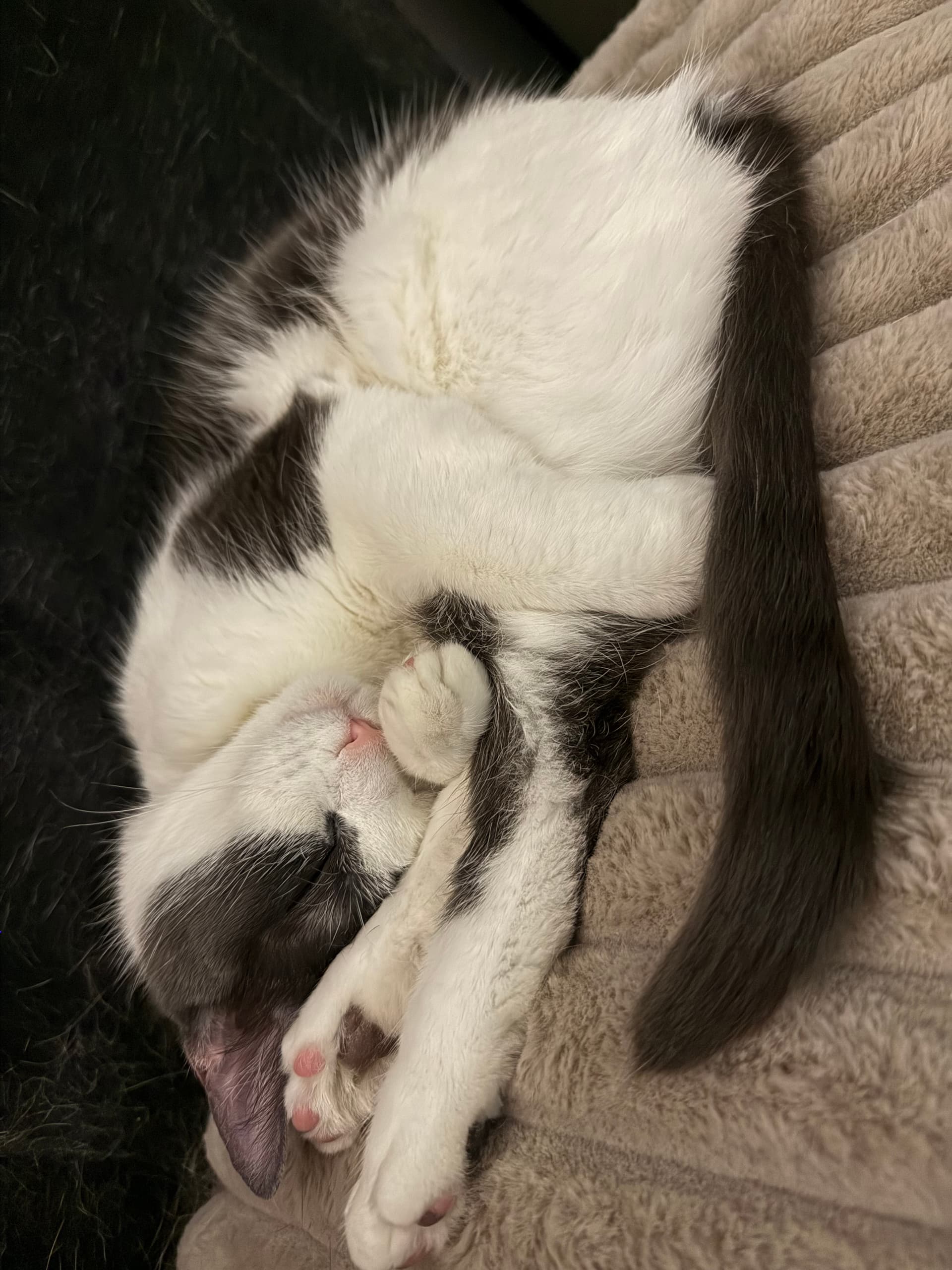 Photo of Rosey