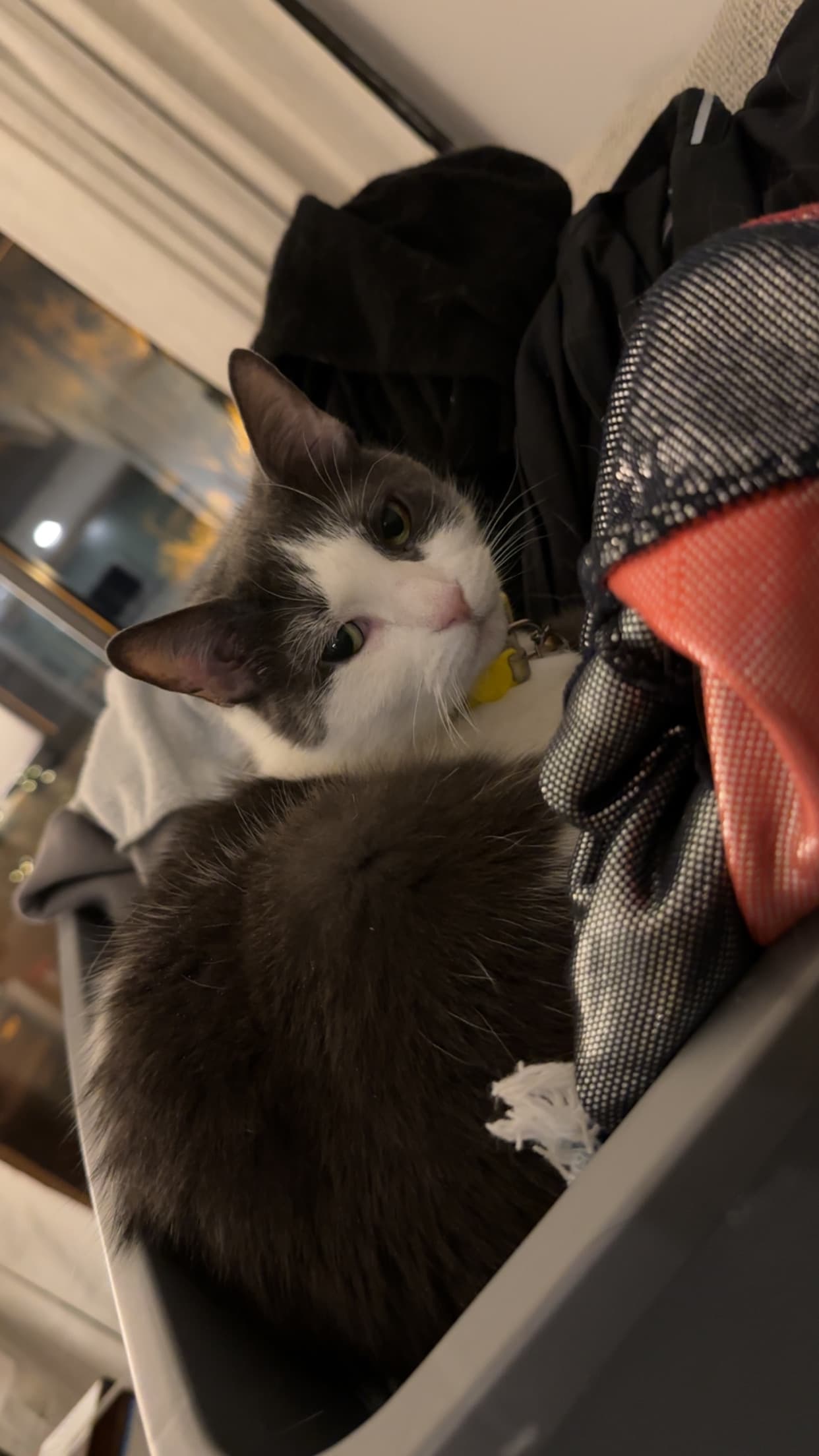 Photo of Rosey