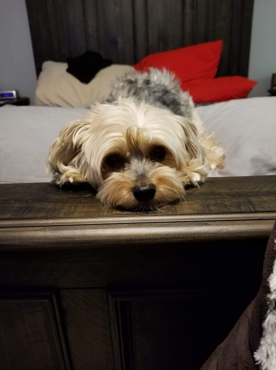 Photo of Bear