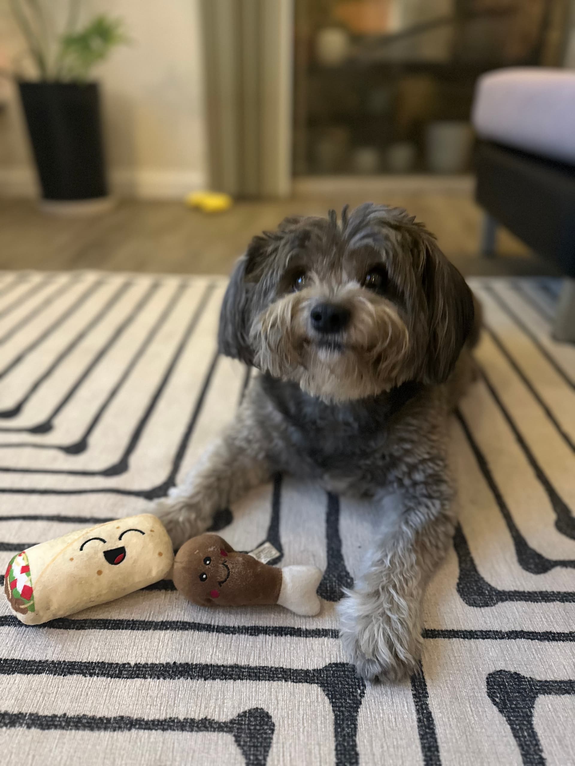Photo of Rambo