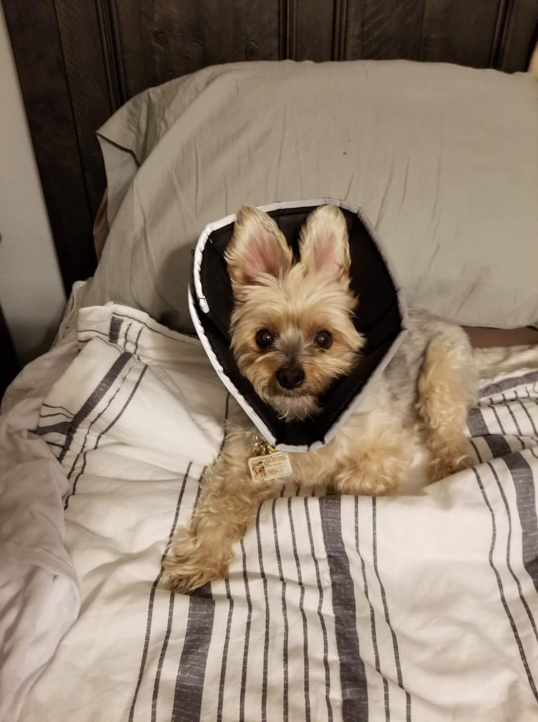 Photo of Bear
