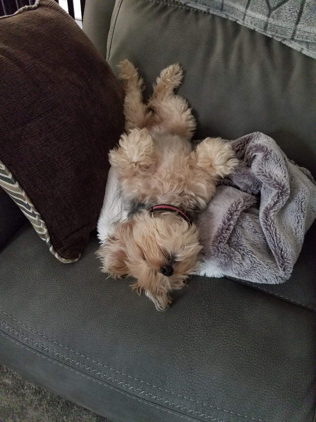 Photo of Bear