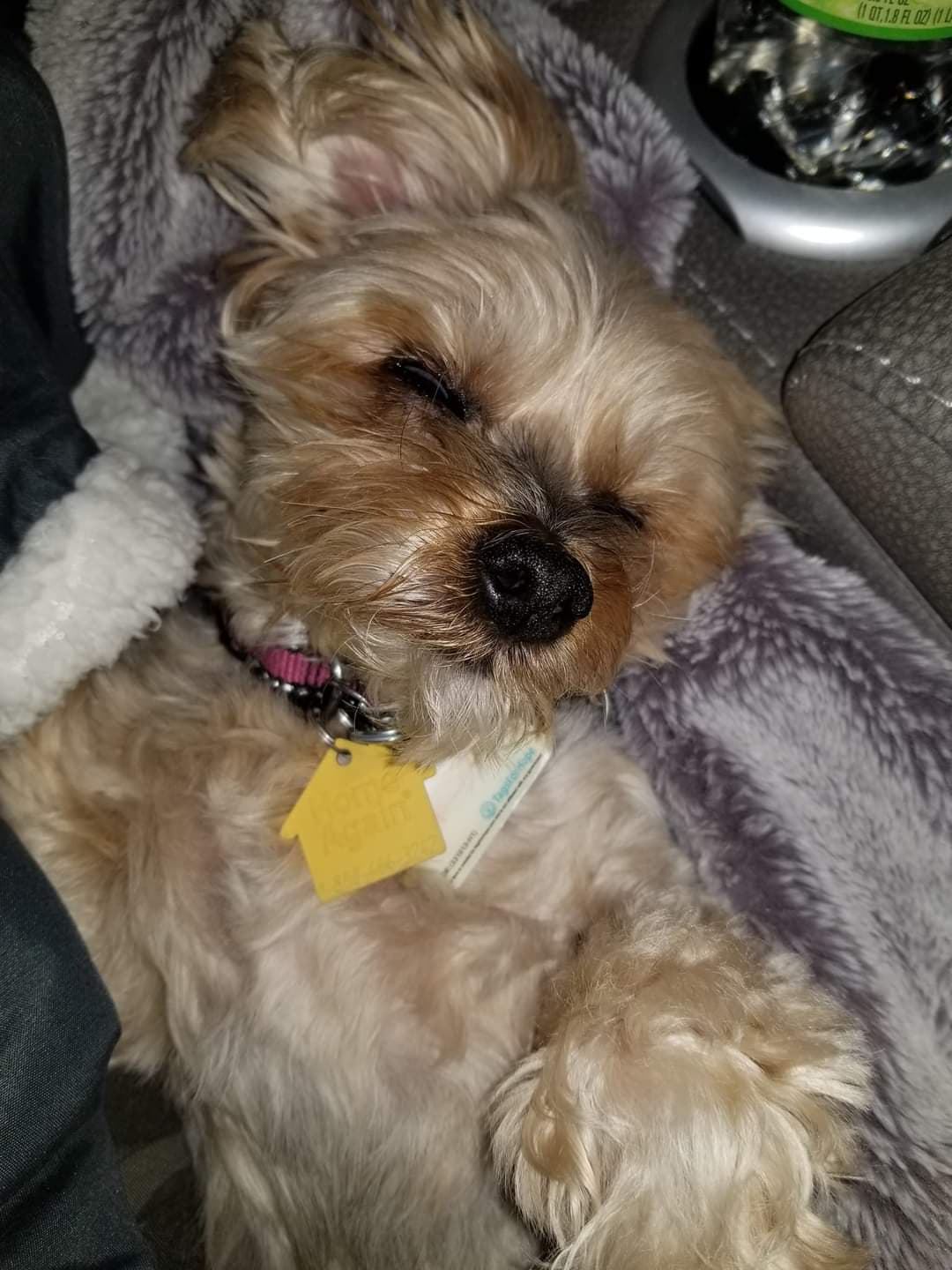 Photo of Bear