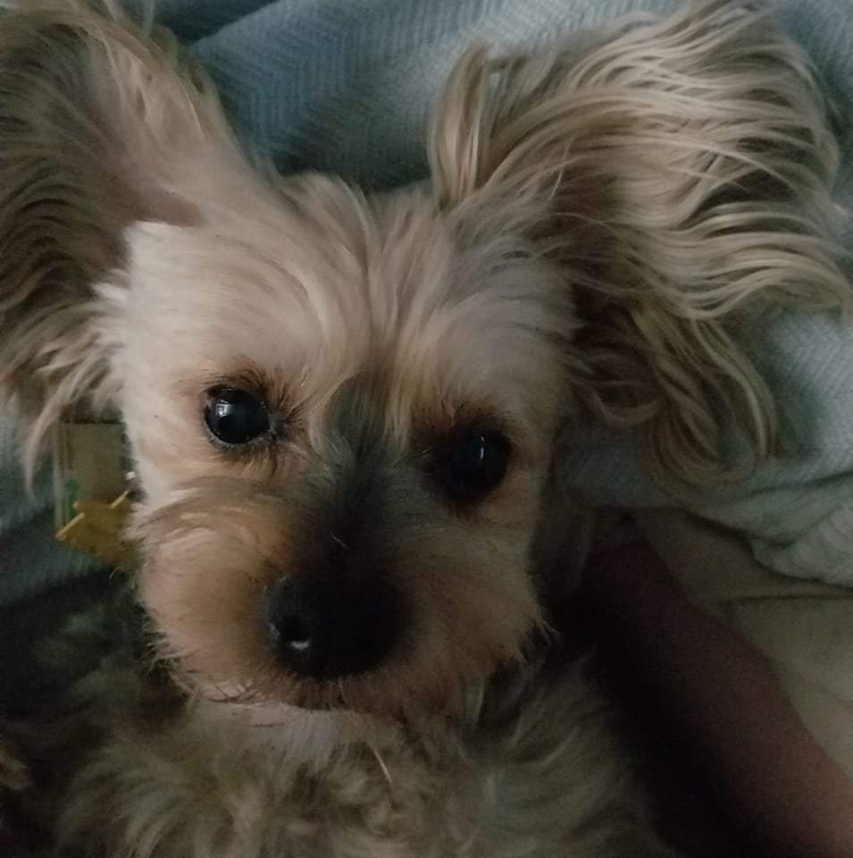 Photo of Bear