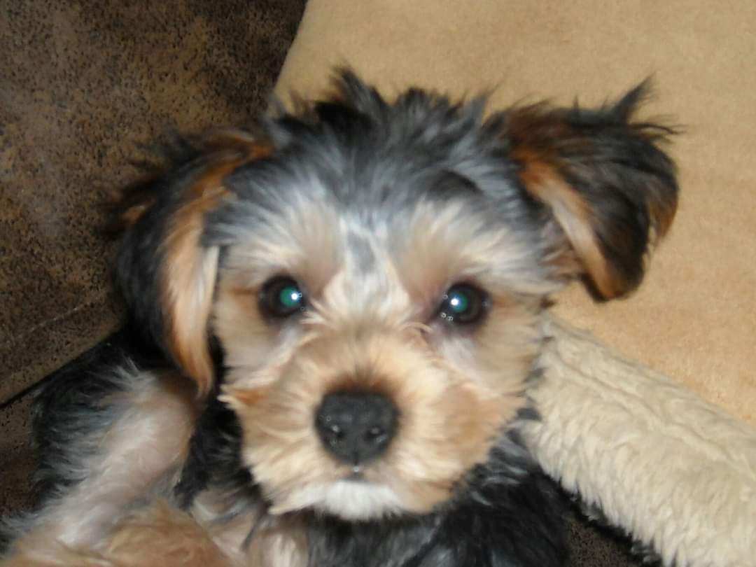 Photo of Bear